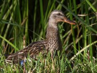 Mallard.jpg