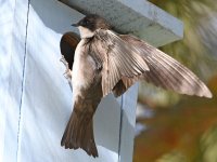 Swallow3.jpg