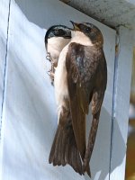 Swallow4.jpg