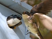 Swallow5.jpg