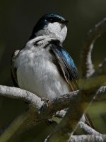 Swallow11.jpg