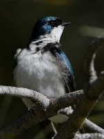 Swallow13.jpg