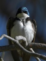 Swallow17.jpg