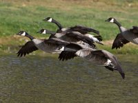 Goose2.jpg