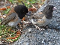 Junco5.jpg