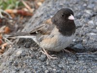 Junco6.jpg