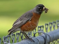 Robin5.jpg