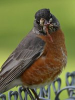 Robin3.jpg