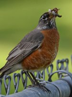 Robin6.jpg