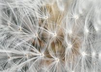 Dandelion Macro-.jpg