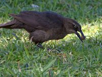 Grackle3.jpg