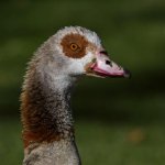 Goose2.jpg