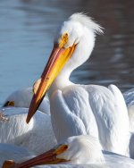 PeliLookBack-911.jpg