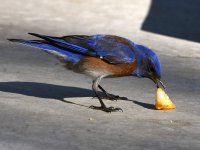 Bluebird2.jpg