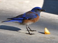 Bluebird.jpg