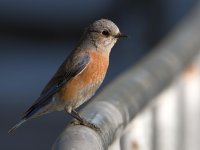 Bluebird5.jpg