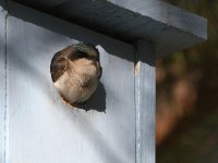 Swallow2.jpg