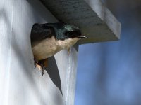 Swallow3.jpg