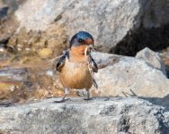 BarnSwallow-911.jpg