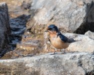 BarnSwallow-916.jpg