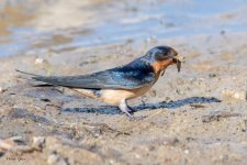 BarnSwallow-913.jpg