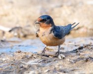 BarnSwallow-914.jpg