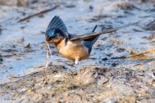BarnSwallow-915.jpg