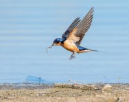 BarnSwallow-912.jpg