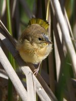 Fledgling3.jpg