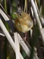 Fledgling5.jpg
