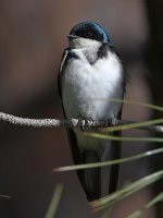 Swallow6.jpg
