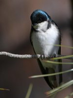 Swallow7.jpg