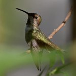 Hummer9.jpg