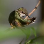 Hummer12.jpg