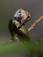 Hummer4.jpg