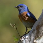 Bluebird2.jpg