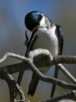 Swallow4.jpg