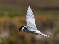 Tern3.jpg