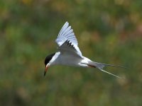 Tern6.jpg