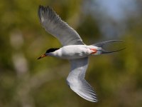 Tern11.jpg