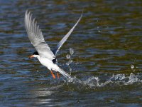 Tern10.jpg