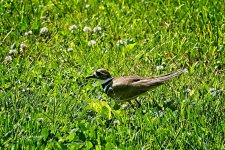 05-20-21-CR_D500870-ON1.jpg