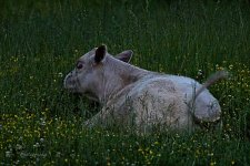 05-21-21-CR_D500888-ON1.jpg