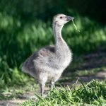 Gosling-915.jpg