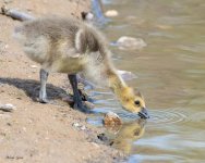 Gosling-916.jpg