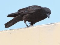 Crow2.jpg
