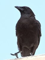 Crow3.jpg