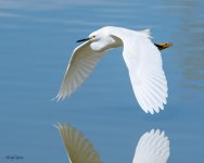 SnowyInFlight-916.jpg