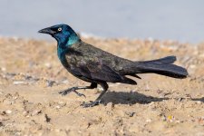 Grackle-916.jpg