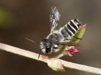 Bee3.jpg